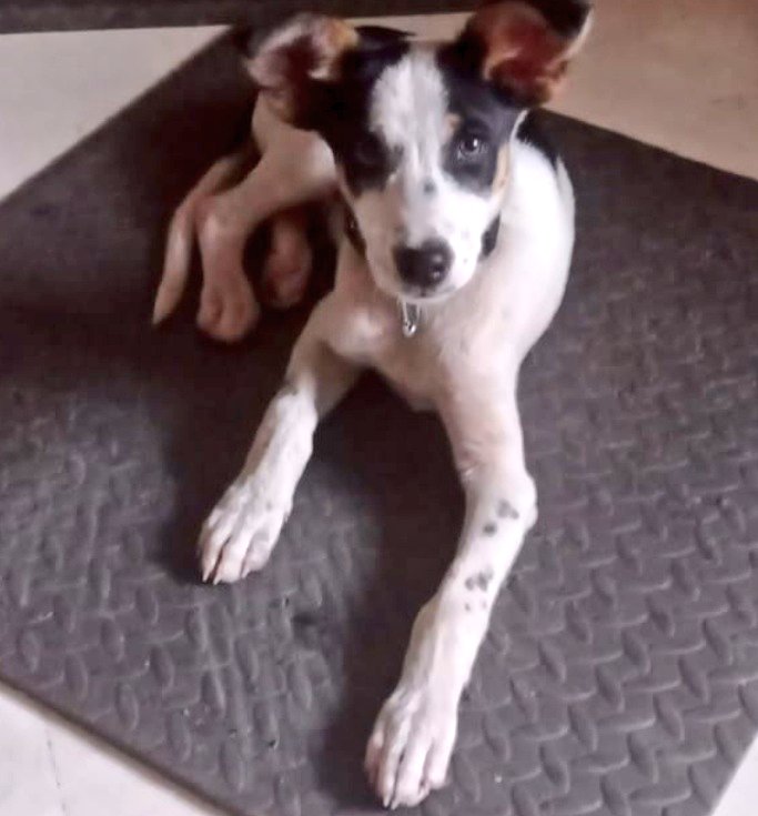 🆘En #Badaloz  meten a este pequeño cachorrillo en un saco atado y con una piedra encima. 
Relean. ¿No es inhumano?.
Los monstruos existen.
Buscan #AdopcionResponsable