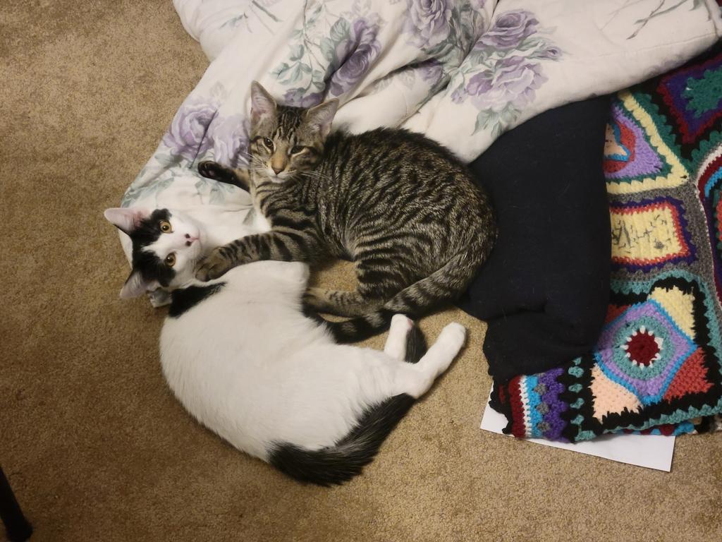 LeapingPrincess's tweet photo. Pasha and Misha don't know what all this folklore stuff is, but afghans are fun to wrestle on. #PetsOfAFS #AFSAM21 https://t.co/rhRPgzLeJy