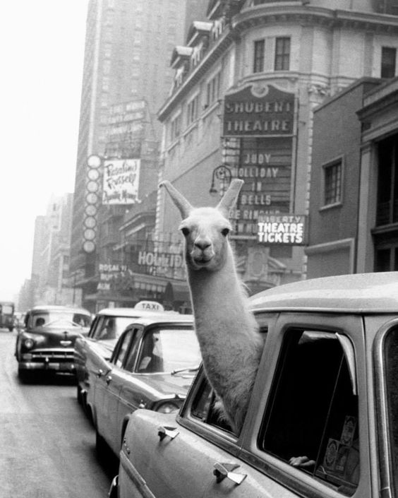 when people say “bring back the good old days” I assume they mean this day