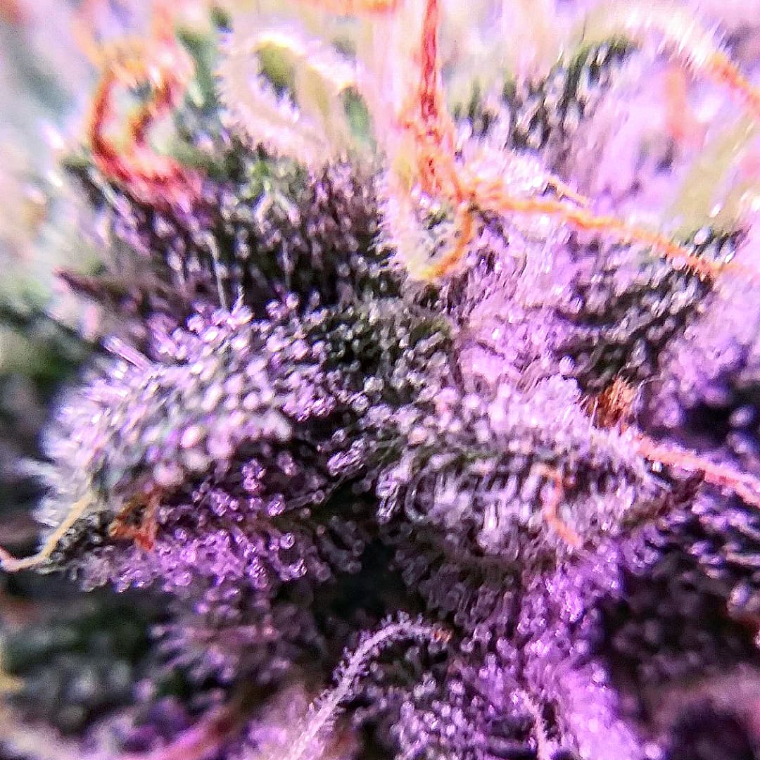 nickalexrian's tweet photo. #unicornsherbert ..just messing around with my new macro lens from @aPotforPot ๐ช https://t.co/GbqROJUiQl