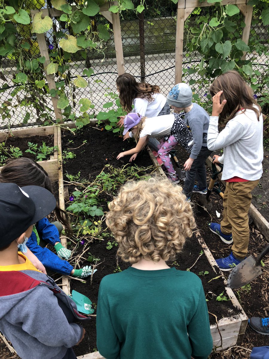 vavassis's tweet photo. We are harvesting potatoes &amp; thinking about how we can be “mindful consumers” 🪴 @JackmanPS1 https://t.co/V7BFdHkE2Y