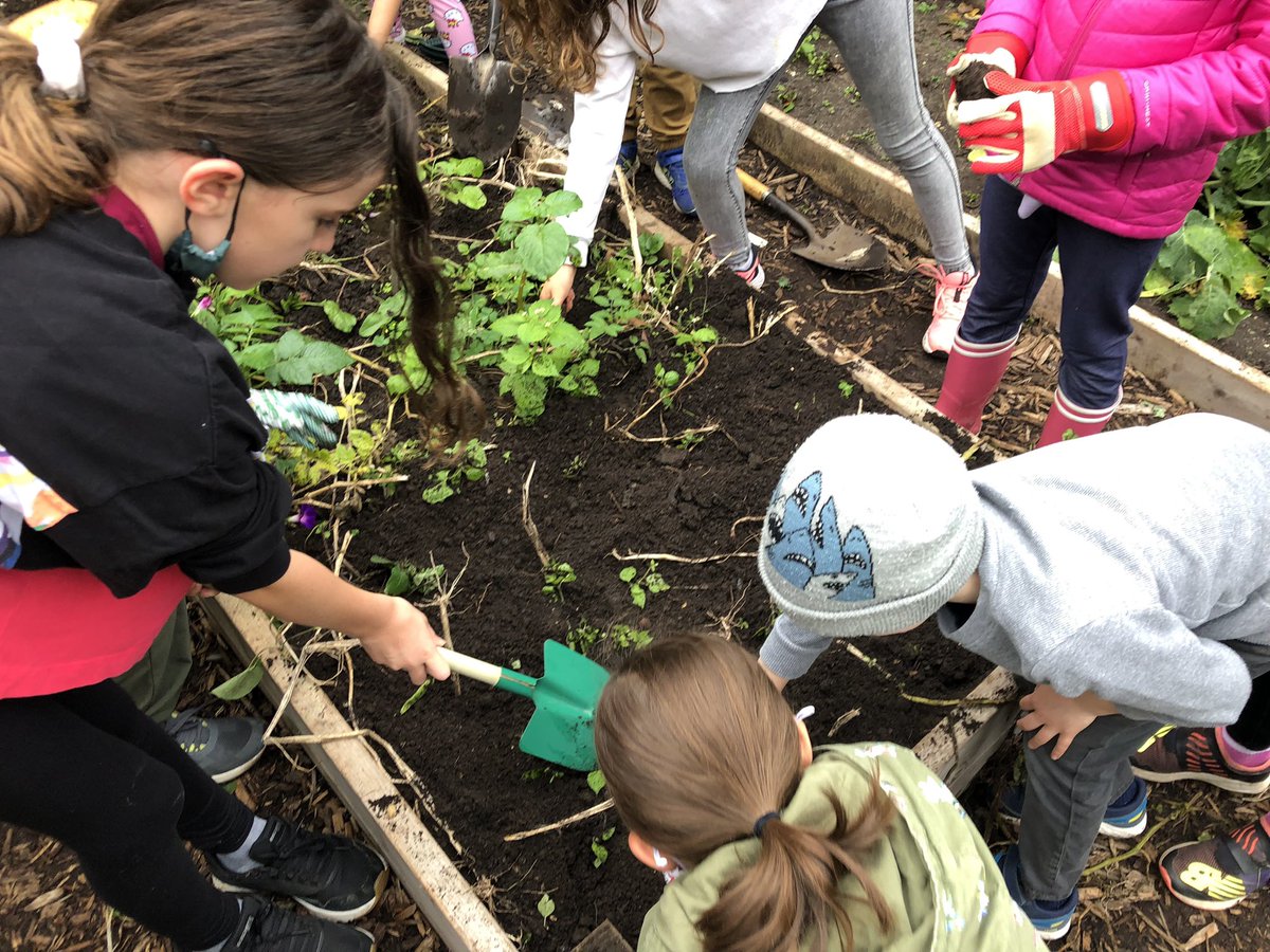 vavassis's tweet photo. We are harvesting potatoes &amp; thinking about how we can be “mindful consumers” 🪴 @JackmanPS1 https://t.co/V7BFdHkE2Y