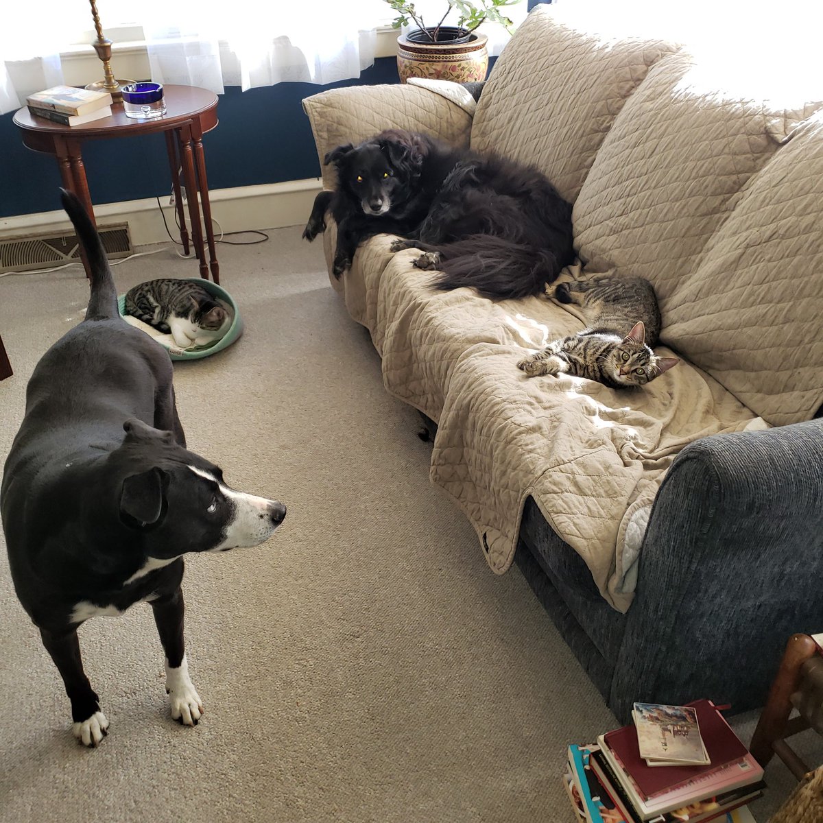 NekaCooper's tweet photo. Bonnie Blue pissed she can't lay in her spot ! #kittenproblems https://t.co/OBjlPuOdAf