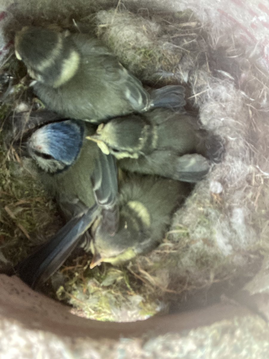 Sophie Edwards tweet media