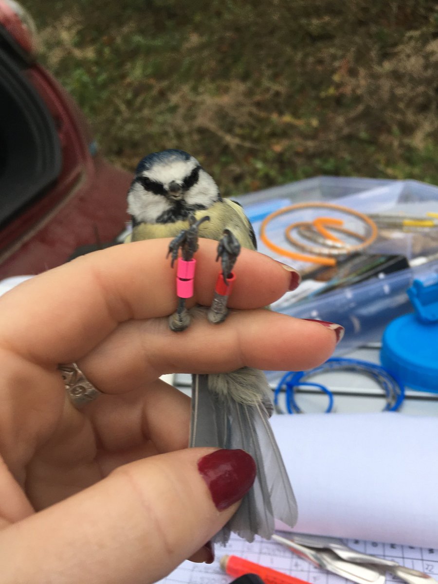 Sophie Edwards tweet media