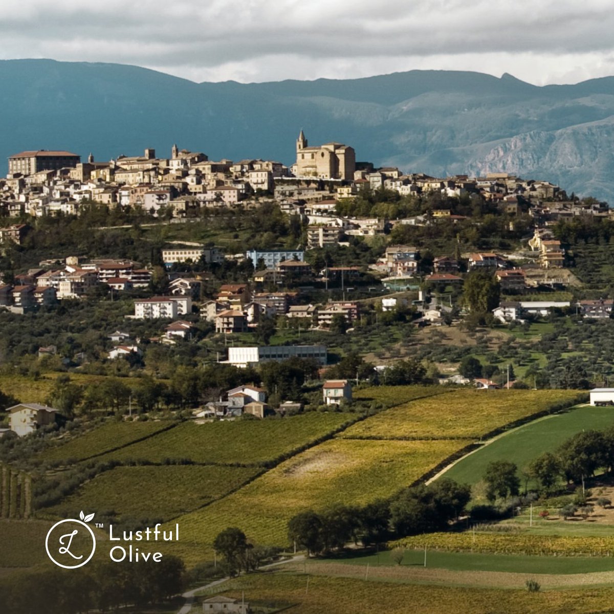 lustfulolive's tweet photo. Some olive oils are made by infusing ingredients to create a mild suggestion of a flavor. Not ours. We use the Italian method called Agrumato, named after the Abruzzo region in Italy, to create full sensations.

#lustfulolive #authentic #italianoliveoil #abruzzo #agrumato #evoo https://t.co/Lo6EuCEFEN
