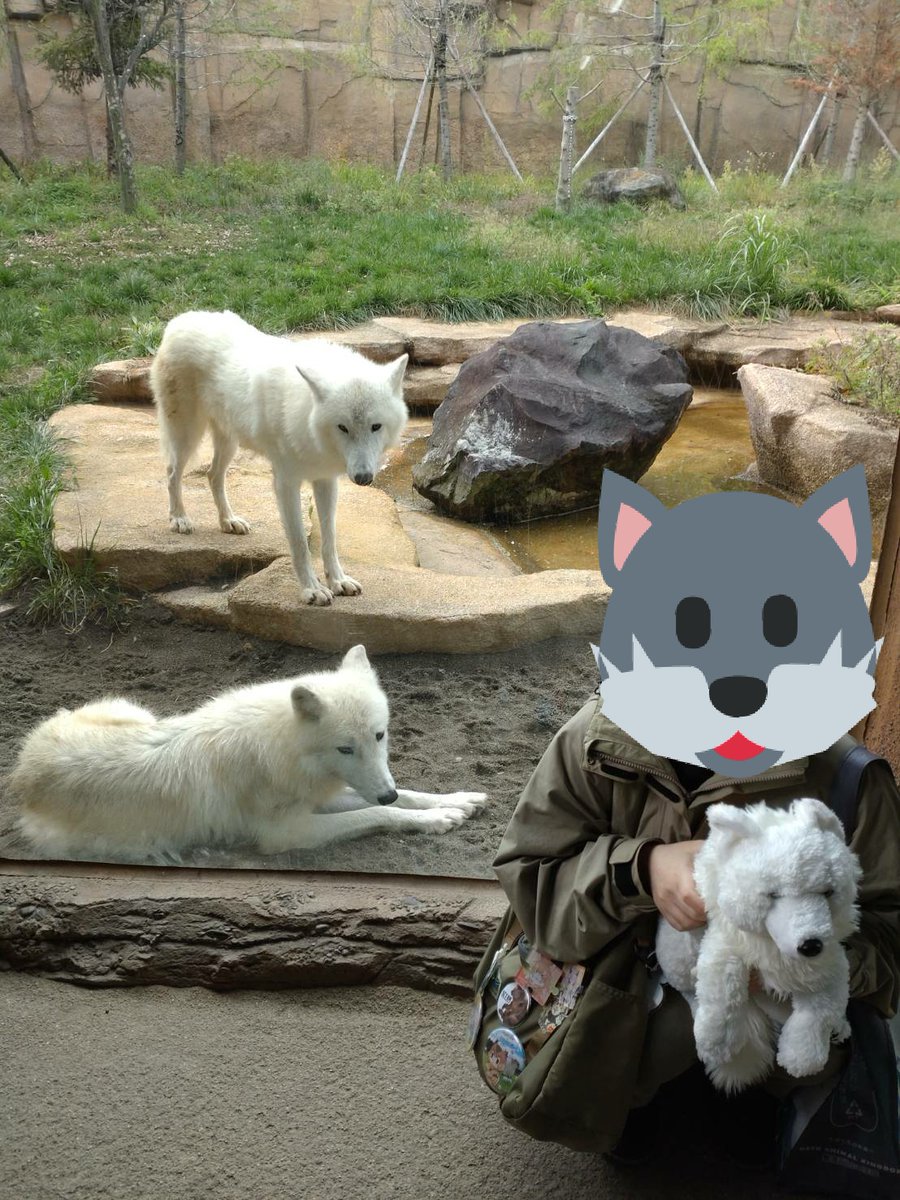 RT @kumakuma_46: #ホッキョクオオカミ の #アザリー と #シンラ と