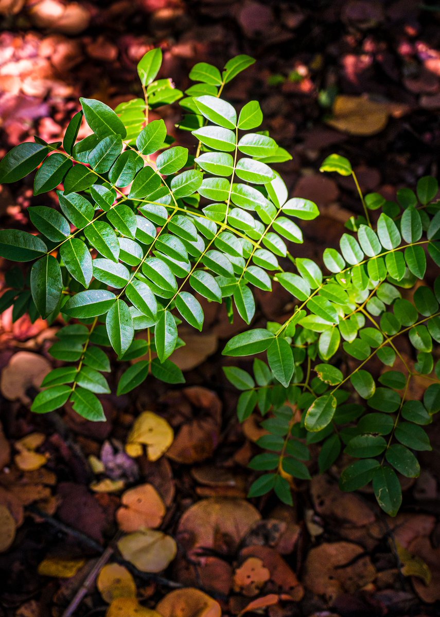 wesszabo's tweet photo. More fall colors from the Beach. Shot w\ @NikonUSA Z6 and Nikkor Z 24-70mm F4S Lens. #nikonnofilter #fallcolors #z6 #PhotoOfTheDay https://t.co/B5y7N4bWRG