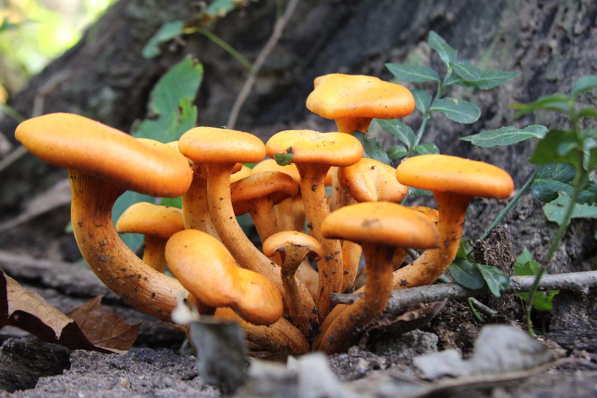 Shot 2. #mushrooms #mushroomfun #photography #nature #NaturePhotography #PhotoOfTheDay #photographylovers