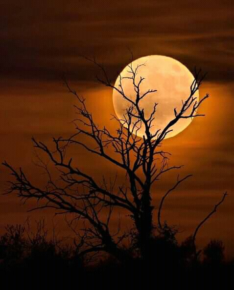 tukwa2's tweet image. #savetheplanet
#saveAmazonForest
#saveBungomaForest
#savecongoforest
#ClimateStrike 
#ClimateEmergency 
Plant more Trees