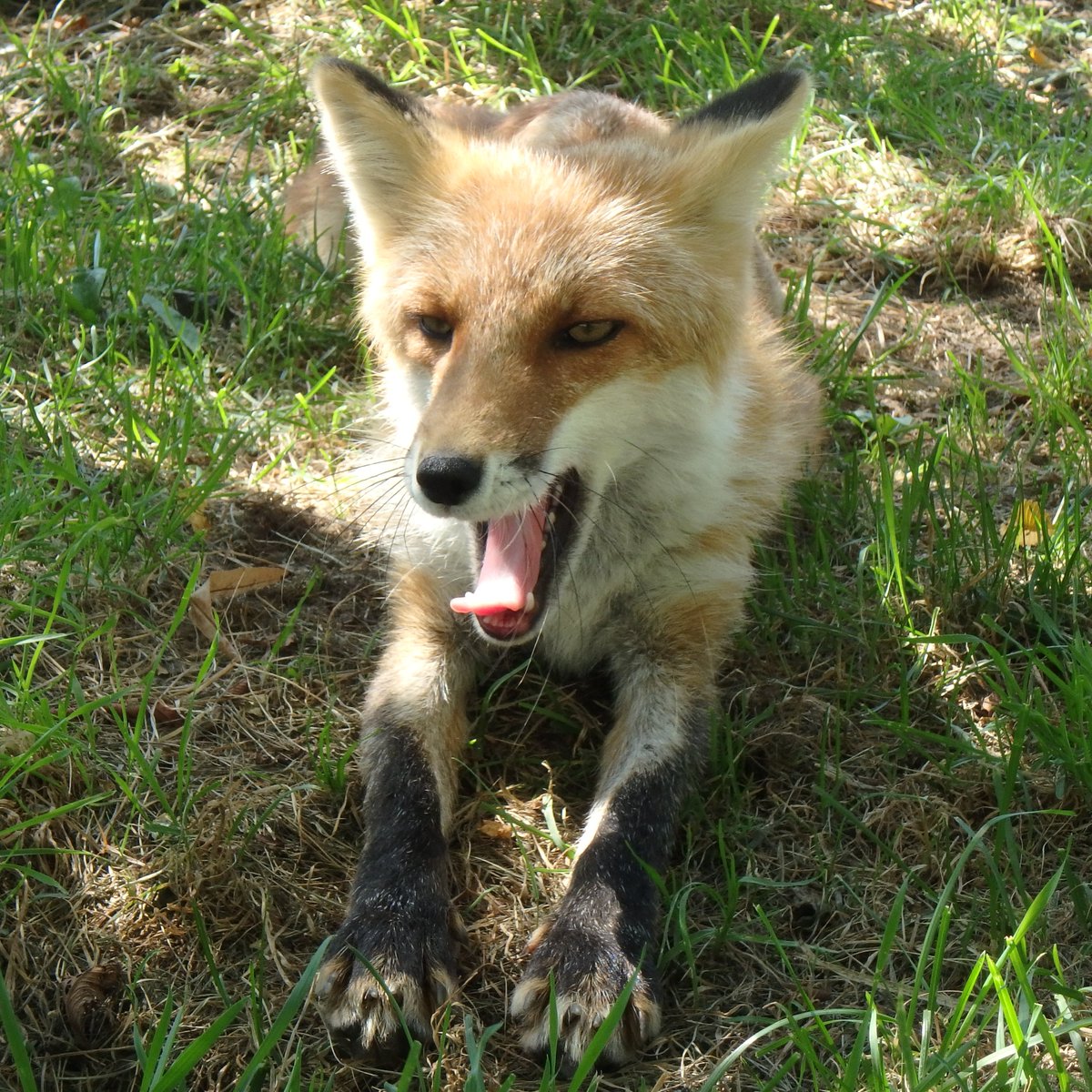 mfmtbtmfm's tweet photo. 🦊
背伸びしても長くは見えないメルちゃん🥰

#キタキツネ #redfox #shortfox #北きつね牧場 https://t.co/b6BTqXTJvK