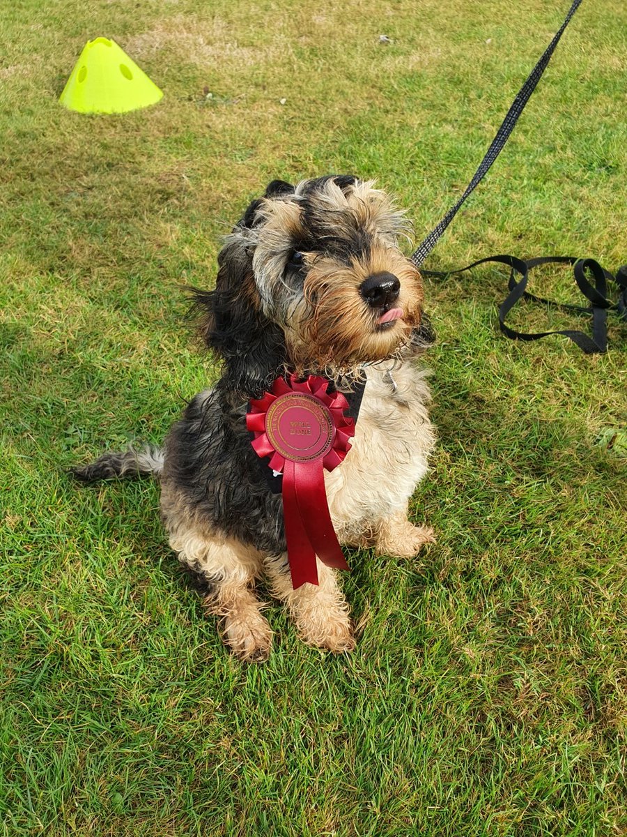 NDTA_Official's tweet photo. 👏🏅👏 Well done to our lovely group in Fawley who have just completed their 6 week Good Behaviour course with Naomi 👏🏅👏
It's so lovely to see the improvements that all of these dogs and puppies have made each week! 🥰
#ndta #puppytraining #dogtraining #fawley #hampshire https://t.co/29MurSYPTw