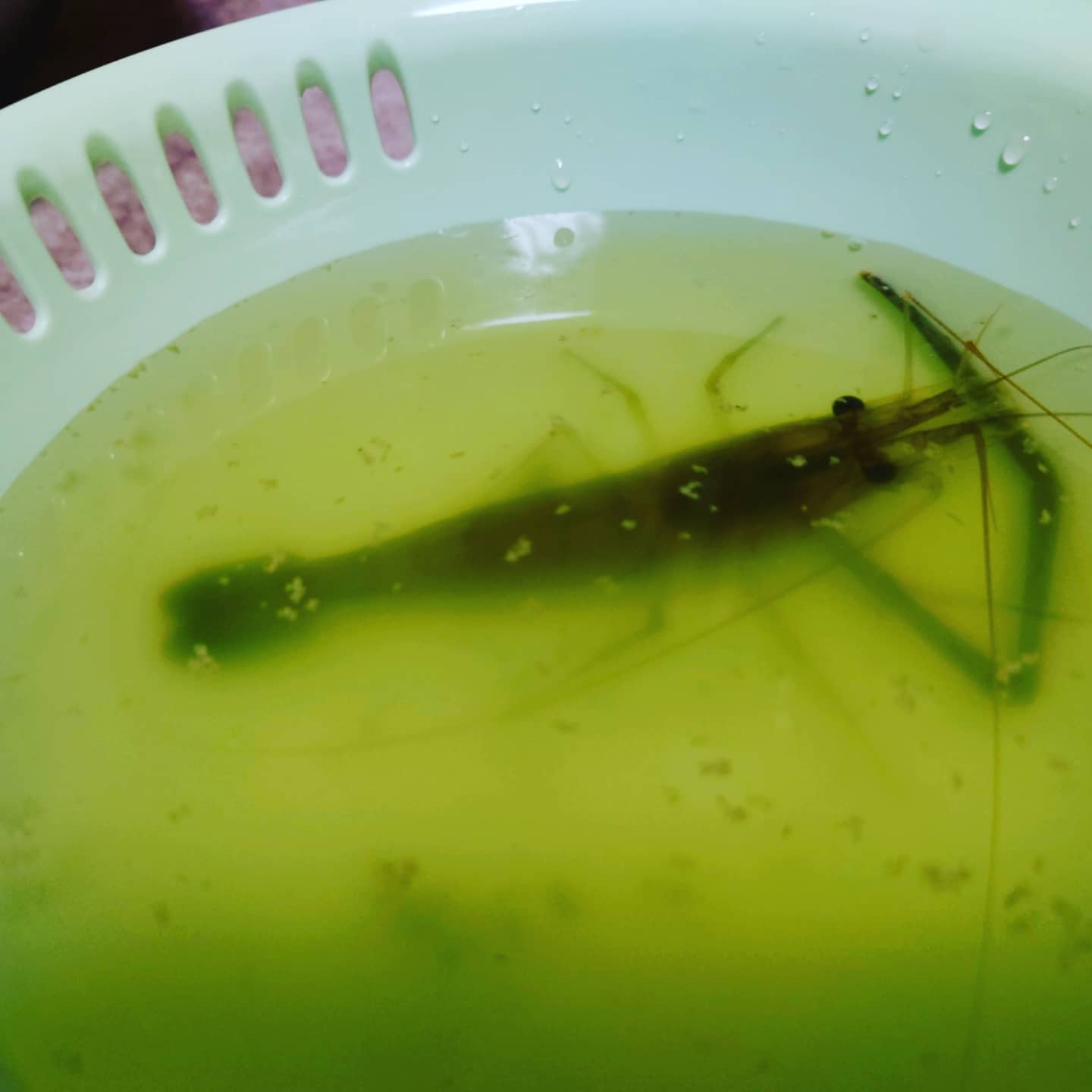水生生物採集 Twitter Search Twitter