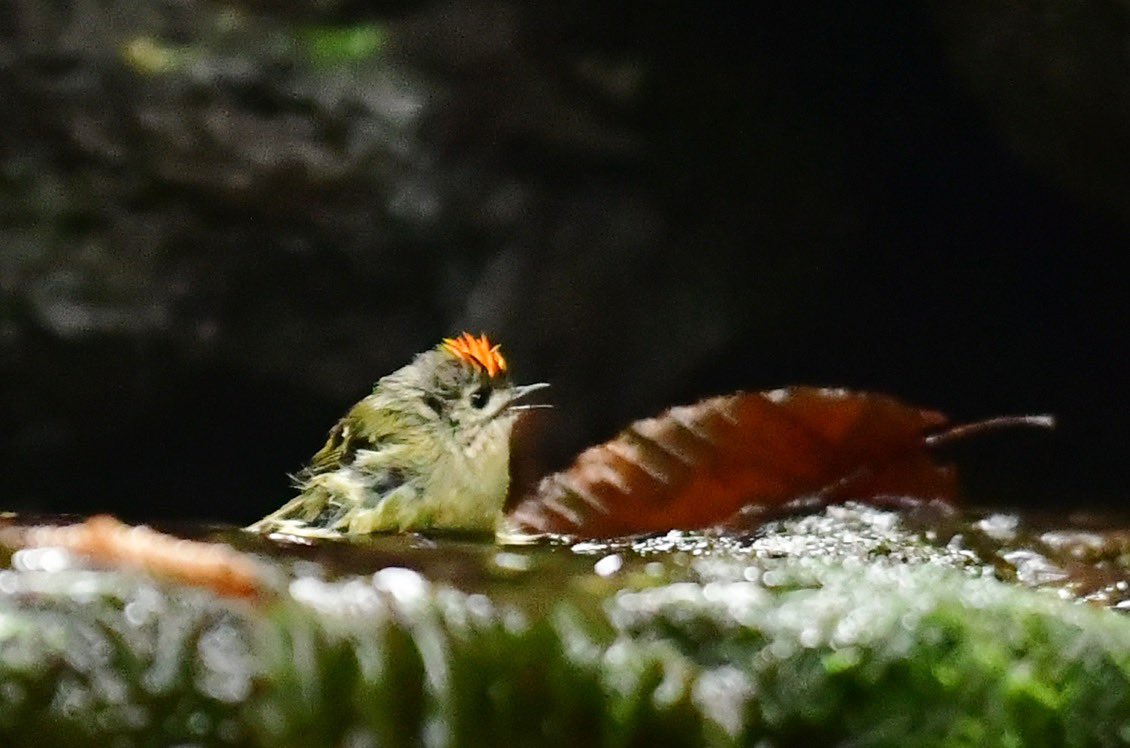 職場の入口でうずくまっていたキクイタダキさんが可愛いったらない こんな珍事があるんですね Togetter