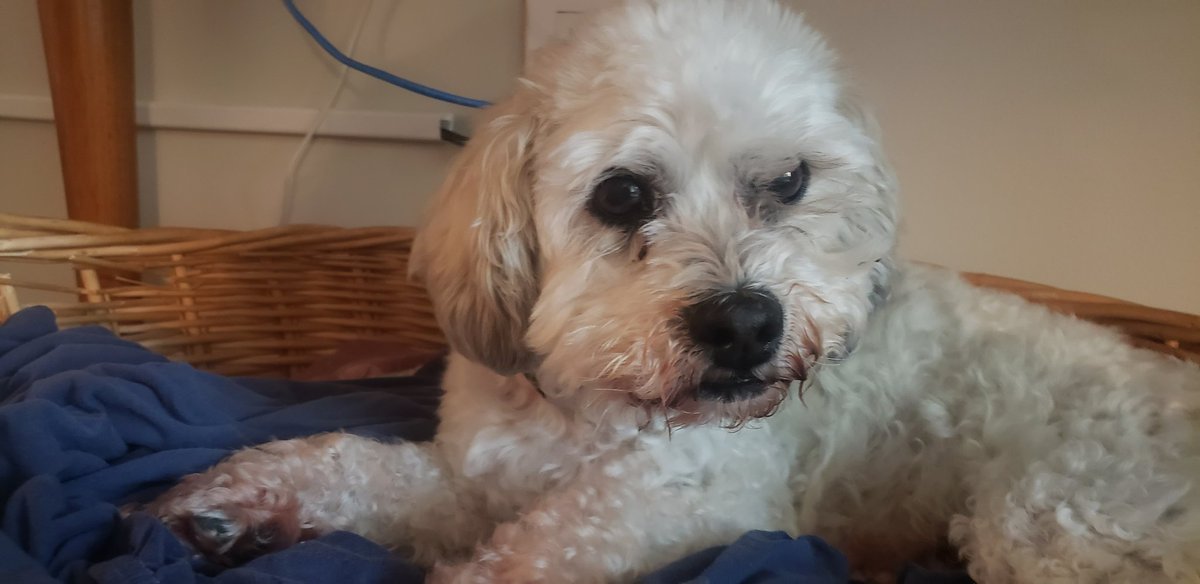 livingwithabuse's tweet image. Isn't he just the bestest old timer on earth ? #dogsoftwitter I've been looking after this old man for almost 5 yrs now. He's slowing down, doesn't do steps so well, however he still likes his food. Communicates more with his voice now, his eyes are going #signsofaging shadows me