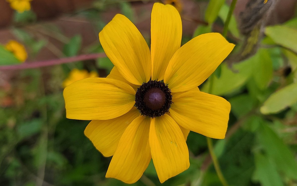LovelyEarthS's tweet photo. The black-eyed Susan is so sunny and adds a brightness to all of the Fall colors.
#BlackEyedSusan #FallFlowers #OctoberFlowers #BrightFlowers #PollinatorFlowers #LovelyEarthSociety https://t.co/W5jI3vVTNp