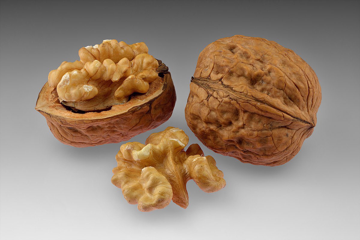 Spo0der's tweet image. Are we just gonna ignore how a walnut is a literal fucking brain? #ML #AI #Machinearning