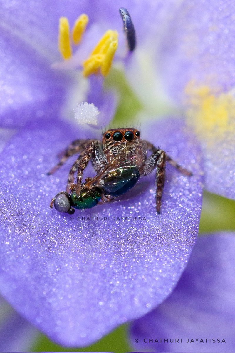 Taking your breakfast on a 💜 flower will be like 😍

For me this looks Magical...... 
Carrhotus sp with a fly kill
#spidersofsrilanka #spiders #salticidae #Carrhotus #macrophotography #macromood #lovespiders