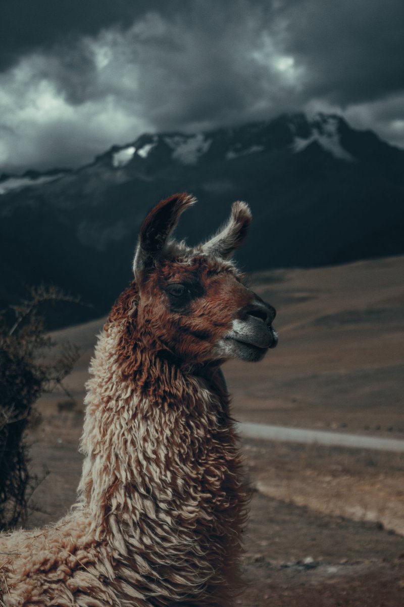 Antroplogoenru1's tweet photo. 📸 Maras , Cusco - Perú
#llamas #Cusco #Peru #hacerfotos #canone #outdoors #paisajes #andes #PHOTOS #photooftheday #photography #fotografia #Viajes #travelphotography https://t.co/cWUK3YvX5X