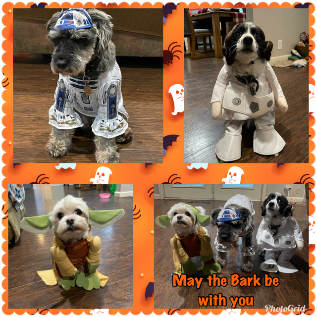 carterhcare's tweet photo. The Force is strong with these #CutestPet #CostumeContest participants! ✨🎃 Oklahoma City AA Amber Tarbet's furry friends are competing as a group. 1 ❤️ = 1 Vote for the team of Maltese Ryder (6), miniature Schnauzer Oscar (4), and toy Aussie Zaidie (7)! #petsincostumes https://t.co/EZnPvVMMUX