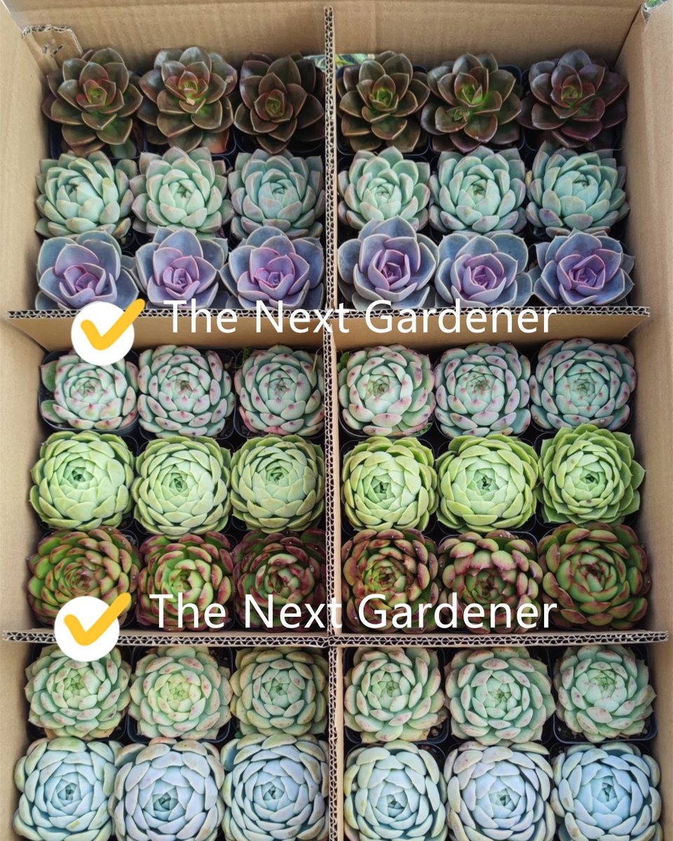 The Next Gardener tweet media