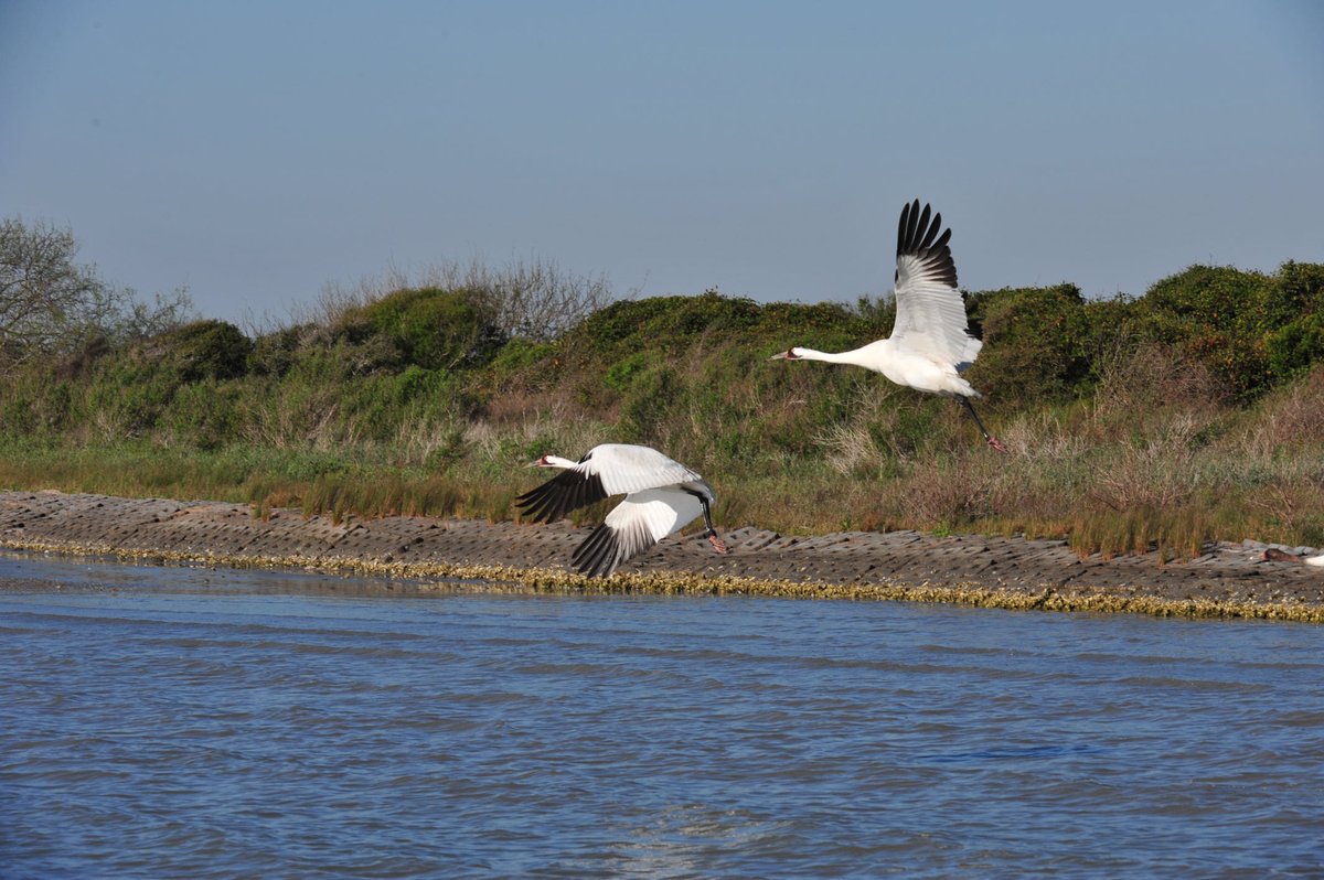 KKaskaAuthor's tweet image. It's that time of year. The whooping cranes are arriving on the Aransas National Wildlife Refuge on the Texas coast, thanks to Robert Porter Allen!