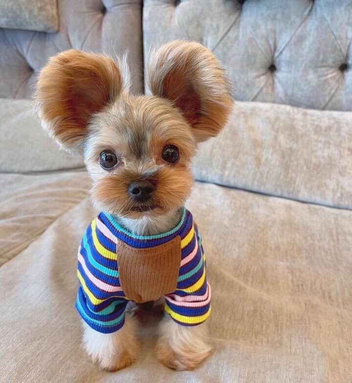 59 Best Yorkie Haircuts for Males and Females | Yorkie haircuts, Yorkshire  terrier puppies, Yorkshire terrier grooming