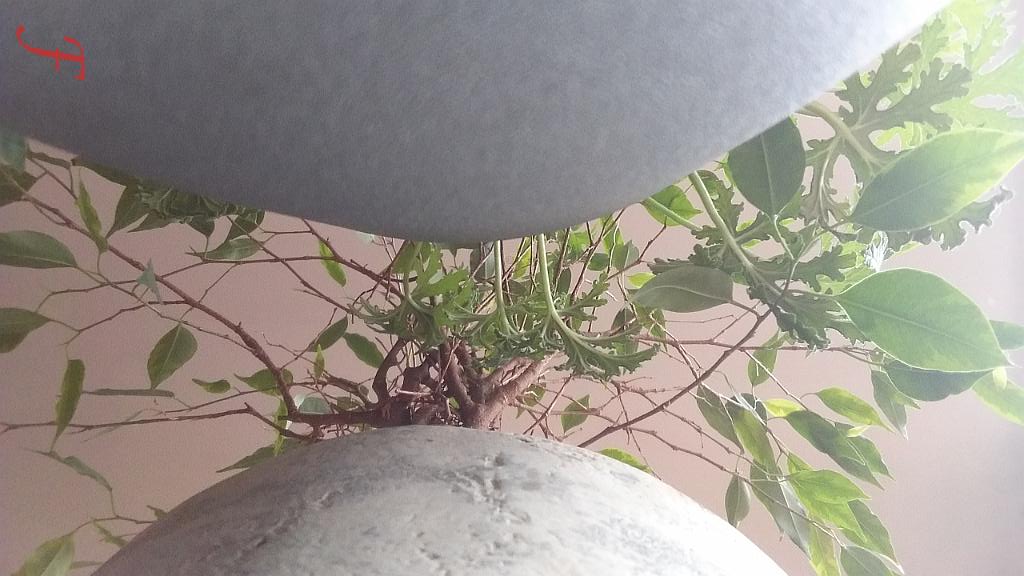 femoree1's tweet photo. Another Perspective (19-10-2021)
#perspective #houseplants  #APictureADay #PictureOfTheDay #nature  #Plantpots https://t.co/Kl7LWCM1TZ
