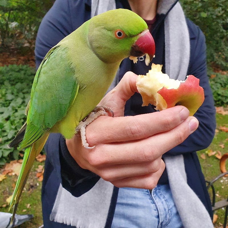 CITMAuk's tweet photo. We're delighted to have raised more than £800 for @LondonLegal!

Our sponsored walk featured a bit of London tourism, an unexpected parakeet and a lot of team spirit.
