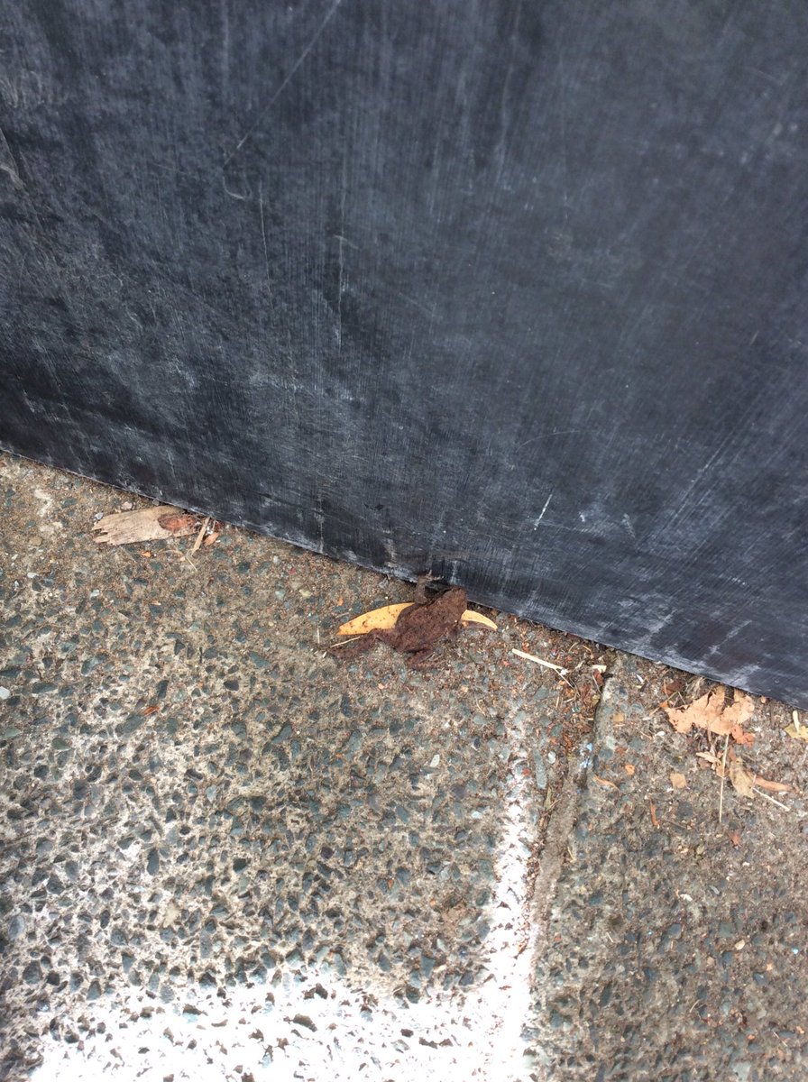 AppleySaintsCE's tweet photo. Reception class have had a surprise set of visitors this afternoon..a couple of frogs! Both frogs were placed carefully onto the grass where they hopped away happily. #ABASR @WN6_Mums @ShevCommunity  @appley_b  @Appley_Bridge @FriendsPrimary @out_saints https://t.co/ey4QSJvrrv