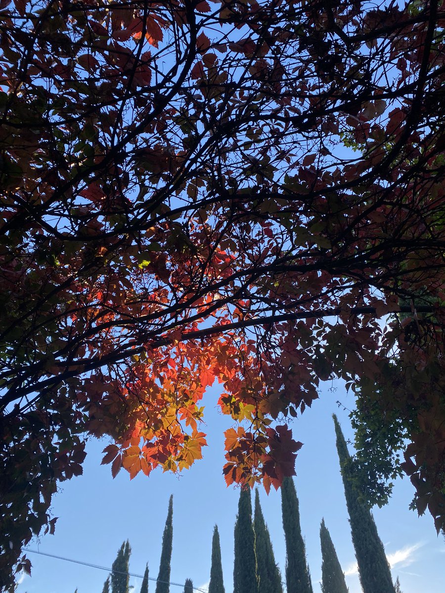 namchu's tweet photo. “Oooh! Ahhh!
That's how it always starts.
Then later there's running and screaming.
And sweeping and cleaning
and jhaadoo-lagaaoing!”
- Dr. Ian Malcolm, The Lost World - Jhaadoosic Park
#coloursofthefall #fallingleaves https://t.co/NKntYIoHY0