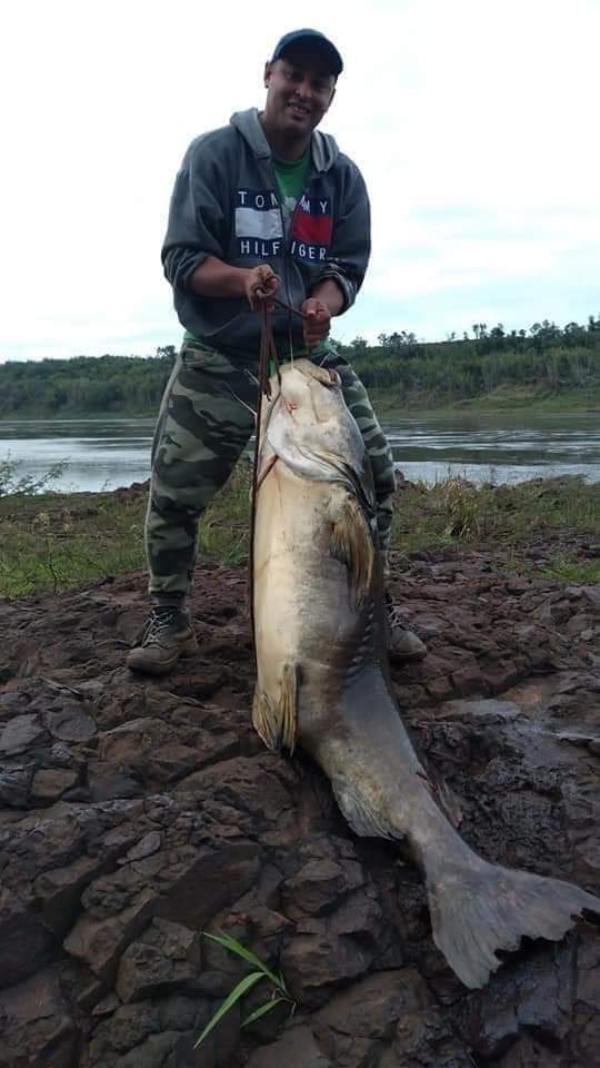 El saqueo de especies en el #RíoParaná es constante y lo peor es que están saqueando especies que se encuentra en peligro de extinción. En Colonia Delicia Provincia de Misiones pescaron un #Manguruyú de 80 kilos.  Ejemplar que está en peligro de extinción y que nadie lo proteje.