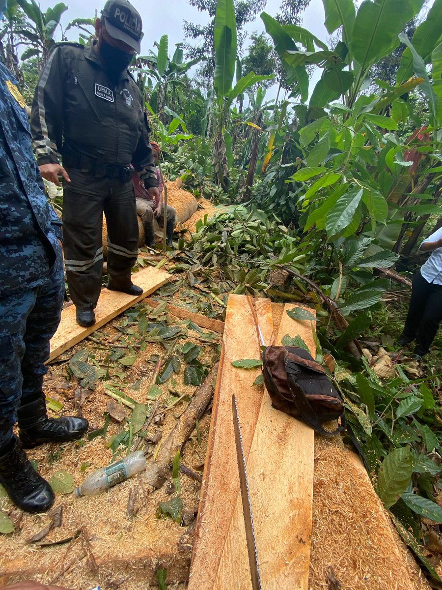 MAE_Zonal2's tweet photo. #Pichincha | En atención a una denuncia, nuestro equipo realizó la retención de 1,9 metros cúbicos de madera de Sandy, en #PedroVicenteMaldonado, recinto la Celica, en conjunto con la #UNPAMB de la @PoliciaEcuador, comisaría municipal y departamento de ambiente del GAD municipal. https://t.co/wRSlDTtb3T