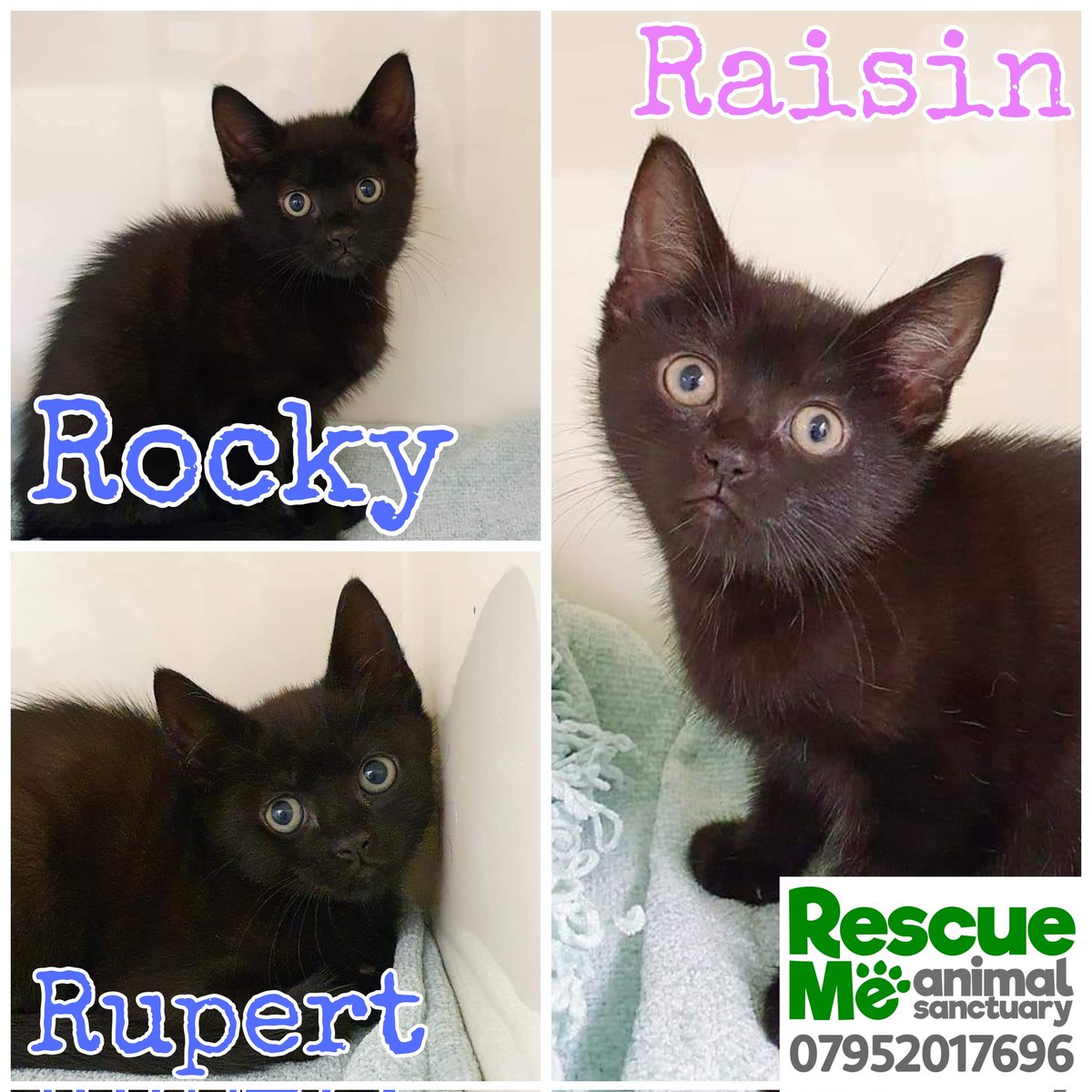 Our beautiful R kittens are now ready to find their forever homes ❤️ They are a lovely friendly bunch who just need to find their perfect families #AdoptDontShop #AdoptMe #CatsOfTwitter #kitten #Liverpool