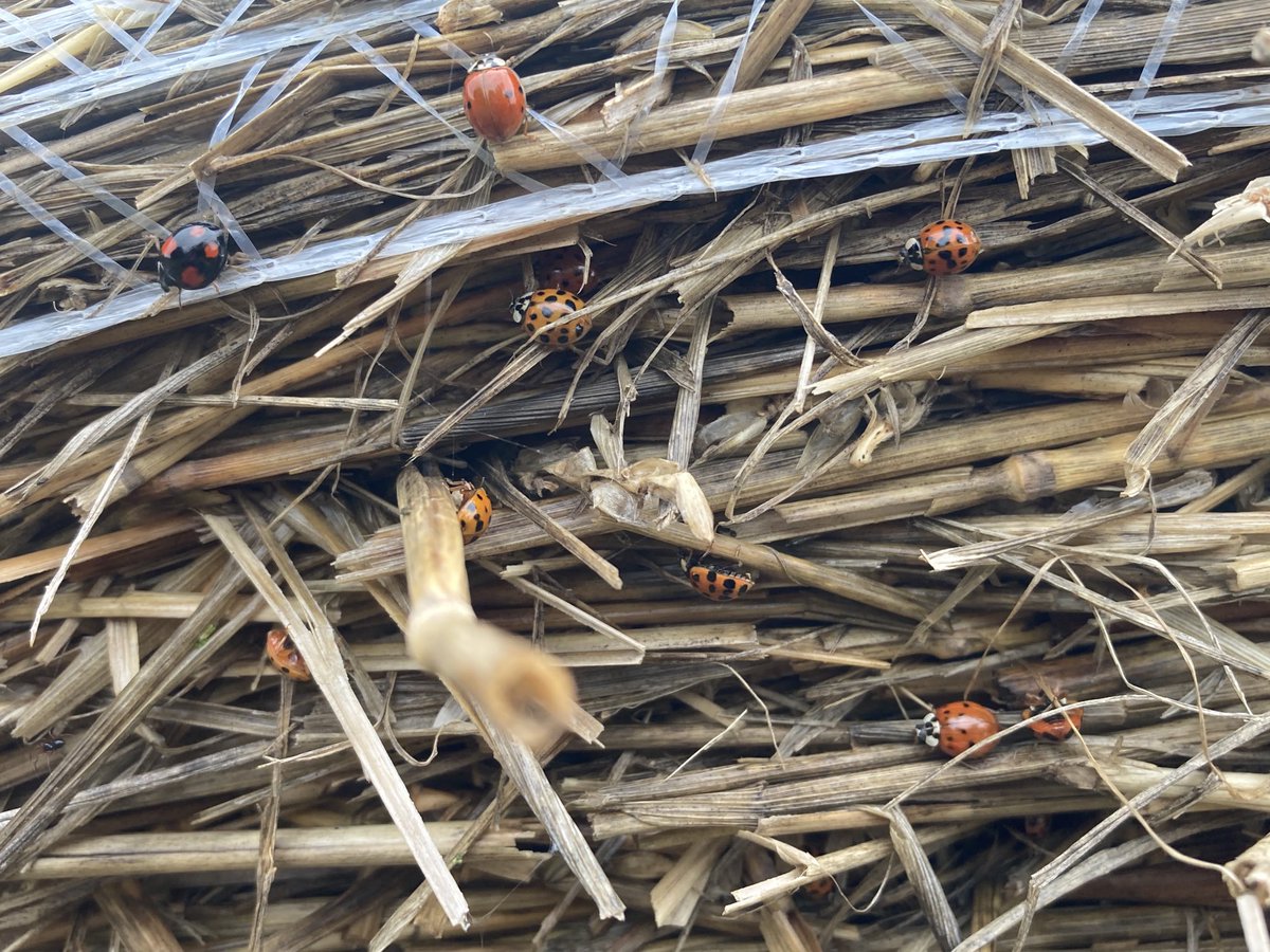 SmartRural tweet media