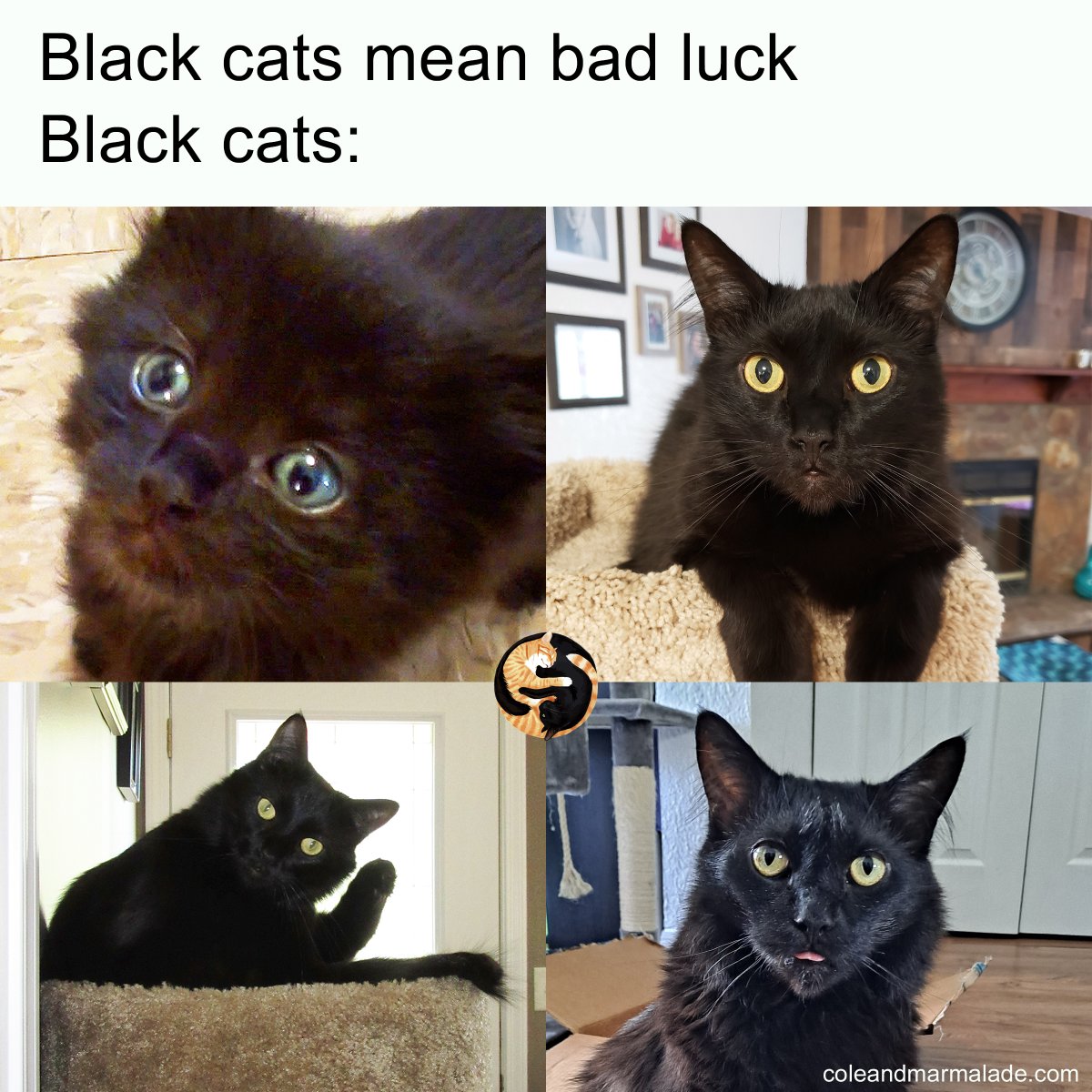 Black cats are PAWSOME! 🖤
#BlackCatsRock #ColeAndMarmalade
