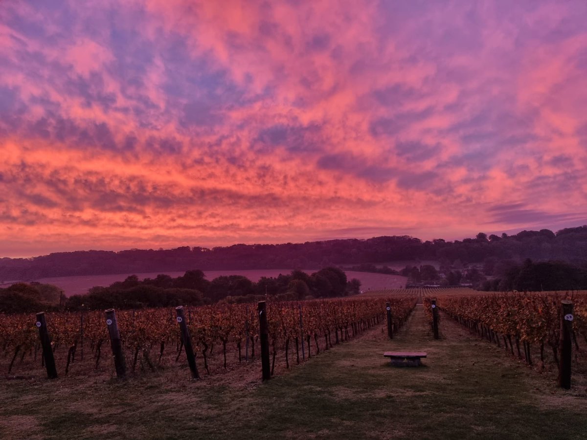 Magnificent views at the vineyard yesterday morning! 🌅

#hambledonvineyard #finestenglishfizz #englishvineyard #sunrise #pinkskies #harvest2021