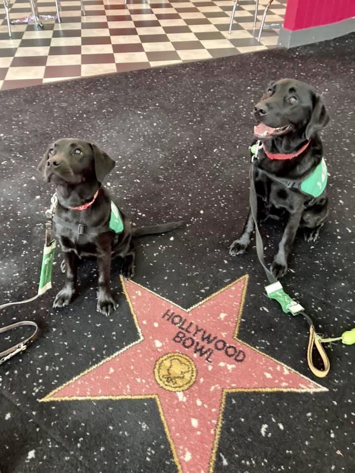 RaisedToAssist's tweet photo. Been to @HollywoodBowlUK @MiddlebrookRLP today for some environmental training with my pal Birchy and also sat through a trailer at the @vuecinemas @DogsForGoodUK https://t.co/zgHRUuo0az