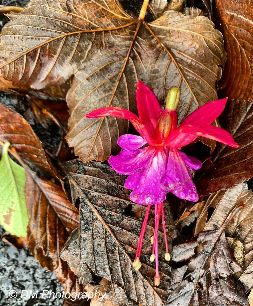 DMPhotosGalway's tweet photo. Dancer in the leaves #flowers #flora #leaves #autumn #dancer #pink #october #nature https://t.co/eRnIJxmLf3