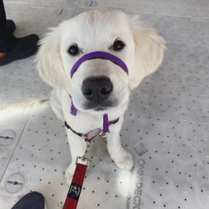 Joys new gentle leader is looking very snazzy! What do you think? 
#servicedog #GoldenRetrievers #gofi #dogsoftwitter