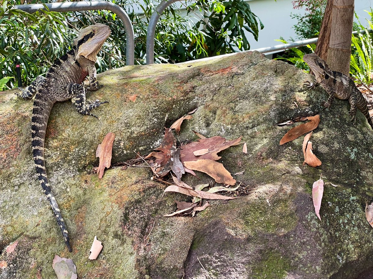 Aspa Baroutsis (@aspa25) on Twitter photo Spot the water dragons on the rock. One is obvious, the other is not. <a href="/Griffith_Uni/">Griffith University</a> Mt Gravatt campus. Spot the water dragons on the rock. One is obvious, the other is not. <a href="/Griffith_Uni/">Griffith University</a> Mt Gravatt campus.