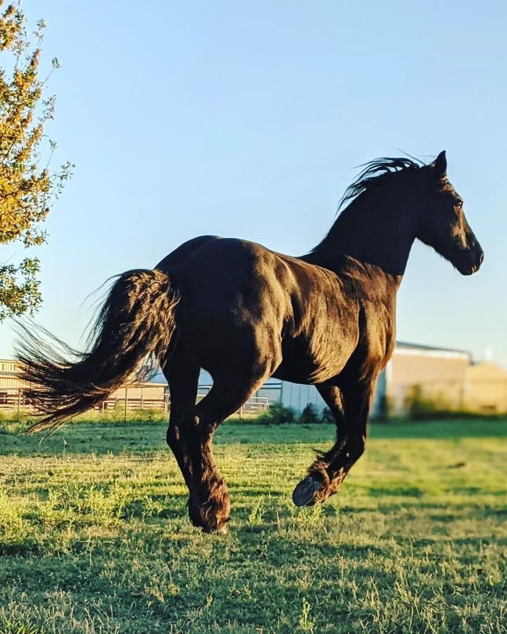 Incredible photo of Tjitte by Macayla Hopkins🖤⭐️