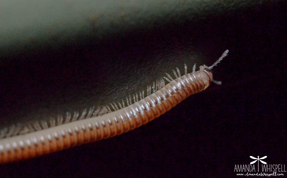AmandaWhispell's tweet photo. Thanks to everyone who ❤️ed/RTed my #bugsonmydeck photos! This last photo is 1 of the 100s of a mini millipedes that live on my deck. 

📸IT'S YOUR TURN! Post your backyard / front yard / balcony / deck / etc invertebrate photos &amp; tag #bugsonmydeck! 
 
🐞🐛🐝 Please RT 🐜🪰🦋 https://t.co/En5FLulnuI