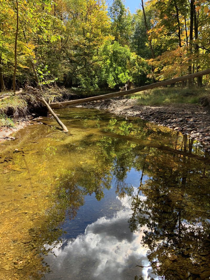 west_creek's tweet photo. Over the last four months West Creek Conservancy was able to protect more than 65 acres, 2+ miles of stream and 10 acres of wetlands within the Big Creek Watershed. 

Protect – Restore – Connect, a land acquisition approach to watershed restoration.

#BigCreek #CleanOhio #NEORSD https://t.co/0PmkM3xm8Q
