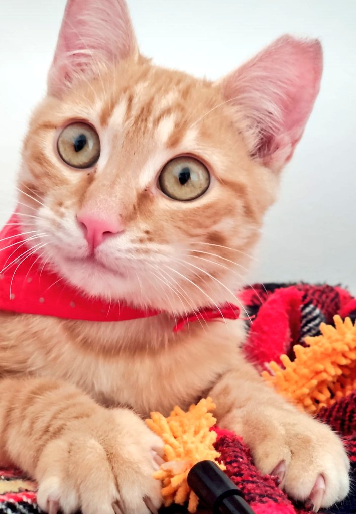 Gatet en #adopció 😻 Aquest menut fou abandonat al carrer vora una colònia de gats q controlem, estava desorientat i tenia molta por. Amb 7 mesos ja és un autèntic amor, cerca ADOPCIÓ RESPONSABLE, algú q se l'estimi com es mereix i no el torni a abandonar! > 629 70 66 31 #maresme