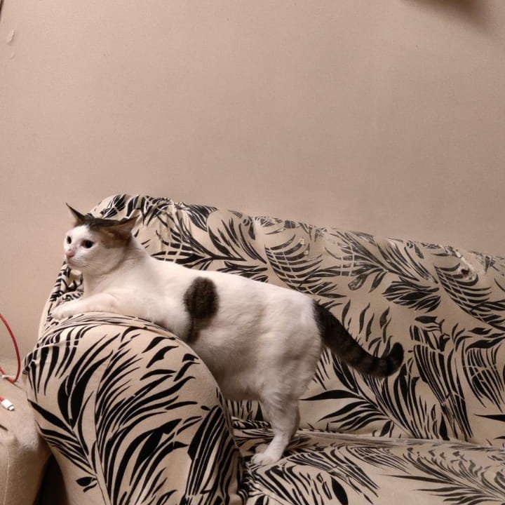 Aloof Wife tweet media