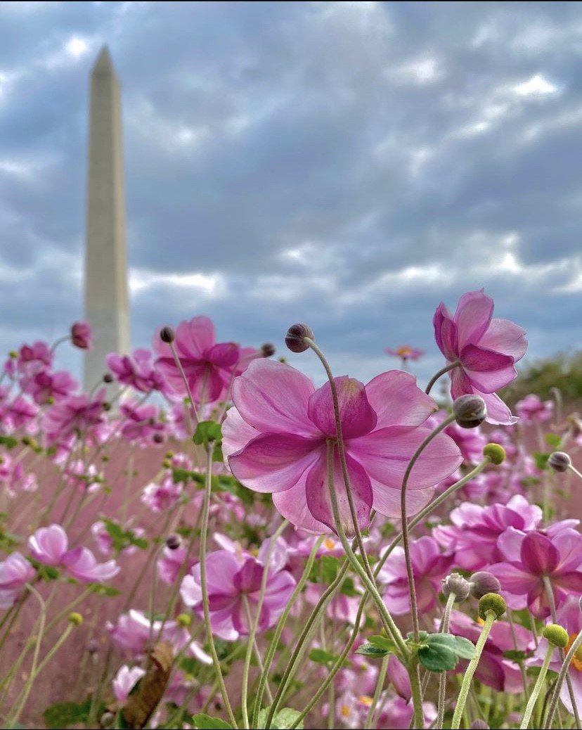 TheNationalMall's tweet photo. Love this shot of the jaunty anemone in bloom at the German-American Friendship Garden, an engaging space on the #NationalMall that celebrates bonds of unity and friendship between ๐บ๐ธ๐ฉ๐ช #FallontheMall
๐ธcreds: James Gagliardi https://t.co/7nyAAw73jn