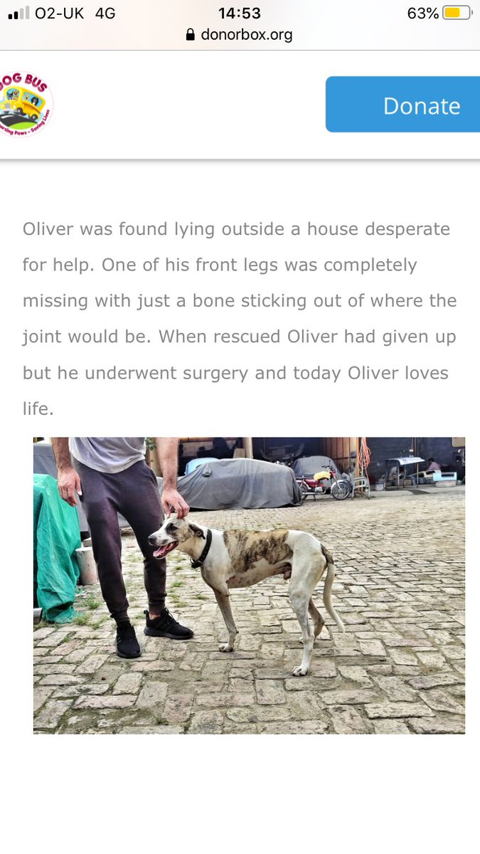 KarenSe68761496's tweet photo. Oliver was found lying outside with just a bone where his leg should have been. He was scared, suffering and desperate. Today Oliver is another of the 10 dogs due to be on Aurora’s freedom ✈️ These dogs have all suffered too much. Please donate @dogbus999 
https://t.co/rkQ9AJNhb5 https://t.co/tEo4t0Argv