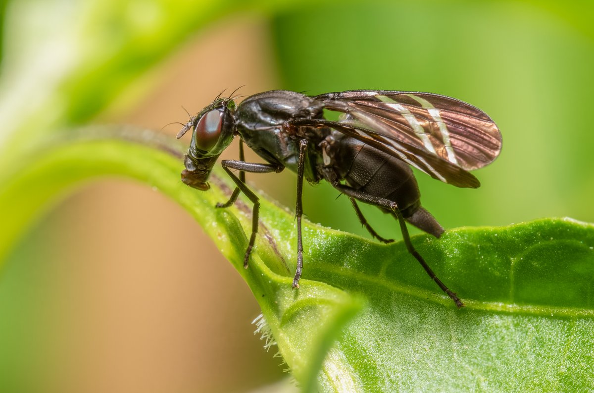 ReflexTurnip's tweet photo. Golden wings and gas-mask face, this Picture-winged Fly is one of the many #bugsonmydeck from this summer.

#insects #macrophotography #flies https://t.co/u8IXjlHwZS