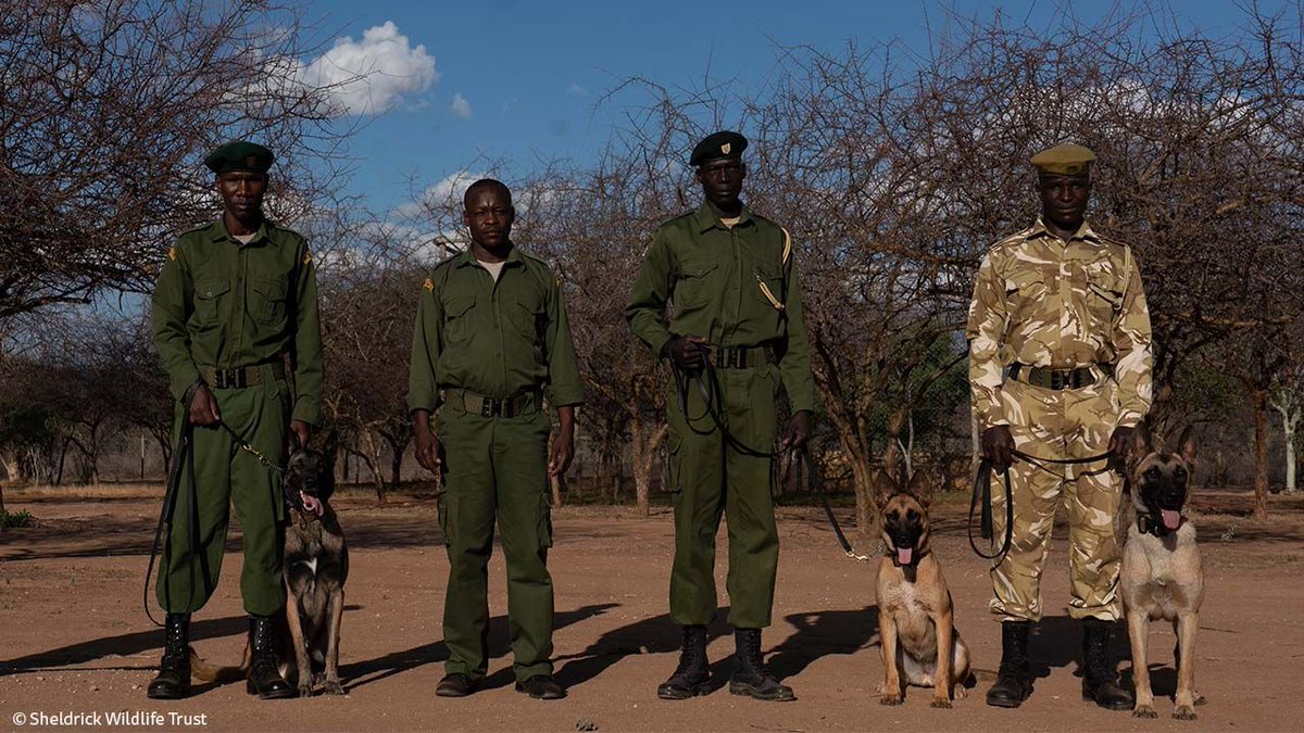 SheldrickTrust's tweet photo. Canines for conservation! Our trio of tracker dogs are helping to lead the charge against bushmeat and ivory poaching, one wet nose at a time. They work in the Tsavo Conservation Area, home to Kenya’s biggest population of elephants: https://t.co/79UxXAbG3M https://t.co/qGrwdW9Kfe